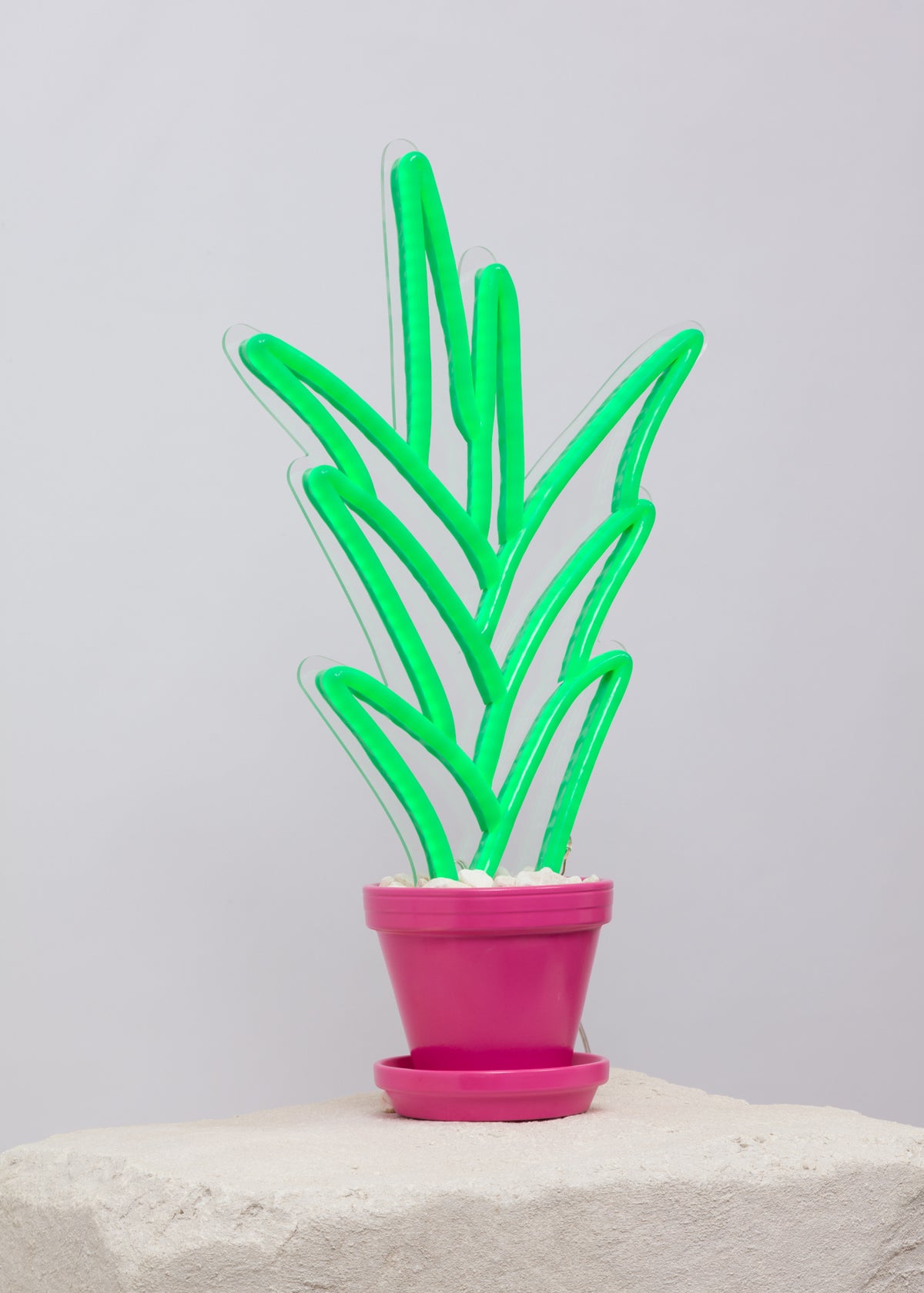 neon plant in a pink pot